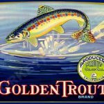 golden trout brand